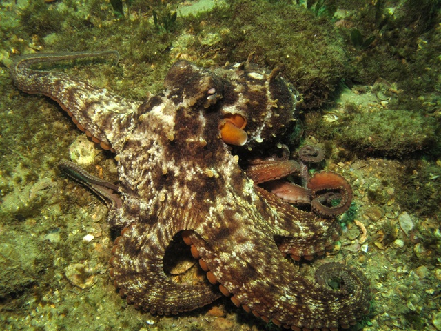 Sydney octopuses heading south as Tasmanian waters warm - Redmap