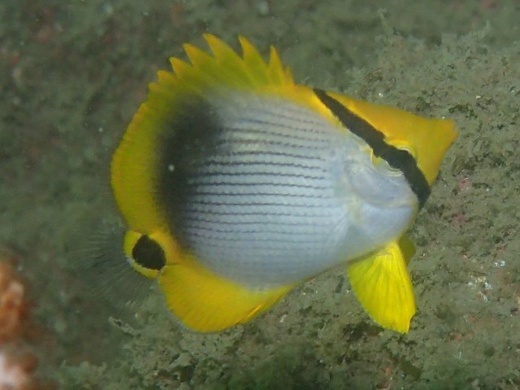 Blackback Butterflyfish Sighting In New South Wales By Tom Davis Redmap