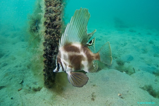 Verified Short boarfish sighting in Victoria by Jane Bowman - Redmap