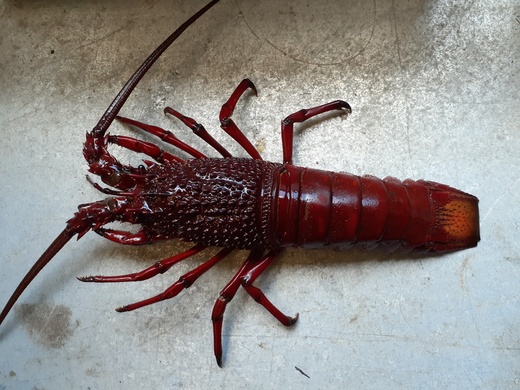 Verified Eastern rock lobster sighting in South Australia by Kate Rodda ...