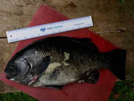 Verified Rock blackfish sighting in Tasmania by Brett Kitchener - Redmap