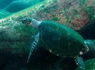 Hawksbill turtle