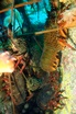 Eastern rock lobster