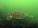 Green turtle