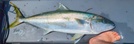 Yellowtail kingfish