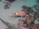 Blacksaddle goatfish