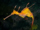 Common seadragon