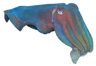 Giant Cuttlefish - Sepia apama Gray, 1849 - The Australian Museum