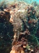 White's Seahorse