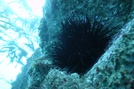 Longspine sea urchin