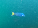 Moon wrasse