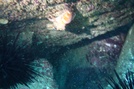 Longspine sea urchin