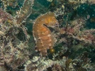 White's Seahorse