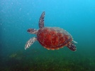 Green turtle