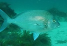 Grey morwong